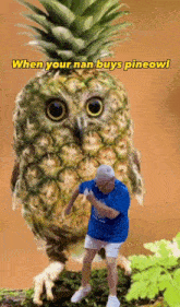 Pineowl Pineapple Owl GIF
