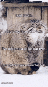 a picture of a cat with a caption that says " i did it twin "