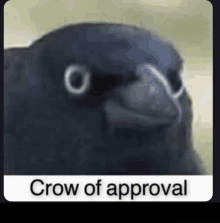 Crow Of Approval Crow GIF - Crow Of Approval Crow Approve GIFs