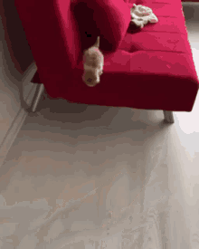 Kitten Cat GIF - Kitten Cat Jump GIFs