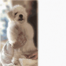 a person holding a small white dog on their lap