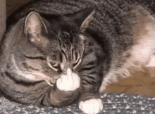 Cat Catco GIF - Cat Catco Catsad GIFs