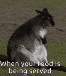 when food is being served fat bounce kangaroo