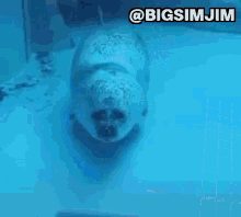 Seal Swimming GIF - Seal Swimming Boop GIFs