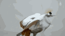 Kintisheff Big Bird GIF - Kintisheff Big Bird Animal GIFs