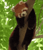 a red panda sleeping on a tree branch with its eyes closed