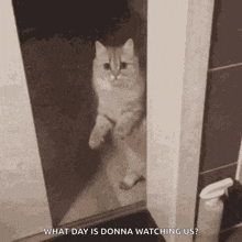 Cat Close Door GIF - Cat Close Door GIFs