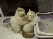 Cats Kittens GIF - Cats Kittens Massage GIFs