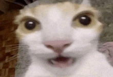 a close up of a cat with its mouth open .
