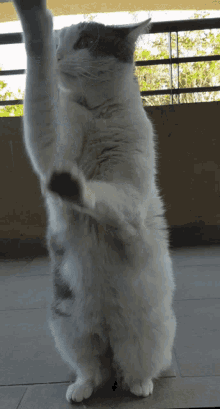 Cat Karate GIF