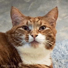 Kattegat Cat GIF - Kattegat Cat Meme GIFs