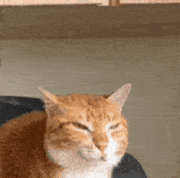 Cat Cat Meme GIF - Cat Cat Meme Cat Tiktok GIFs