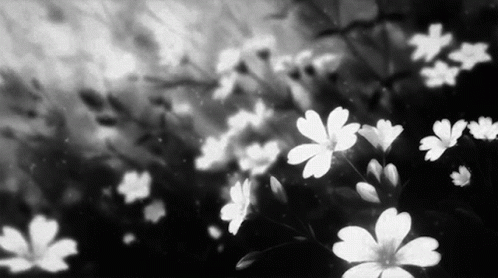 02. Guide du Débutant Flowers-black-and-white-aesthetic