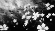Flowers Black And White Aesthetic GIF - Flowers Black And White Aesthetic GIFs