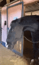 Horse Doubt Horse For Real GIF - Horse Doubt Horse For Real Horse GIFs