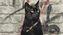 File Cat GIF - File Cat Black GIFs