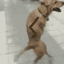 Walking Dog Dog GIF - Walking Dog Dog Strolling GIFs