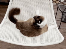 Arlo Cat GIF - Arlo Cat Ragdoll GIFs