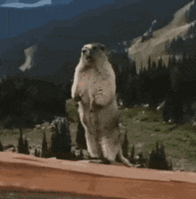 a ground squirrel is standing on its hind legs with the word leo above it