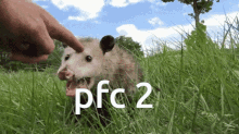Possum Scream GIF - Possum Scream GIFs