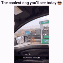 Funny Cool GIF - Funny Cool Dog GIFs