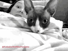Kolache Kolache The Cat GIF - Kolache Kolache The Cat Sphynx GIFs