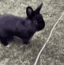 Bunny Angry GIF - Bunny Angry GIFs