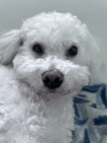 a close up of a white dog 's nose and eyes