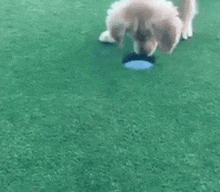 a dog is playing with a frisbee on a green field .