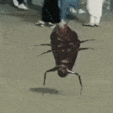Cockroach Dance Spanish For Everyday GIF - Cockroach Dance Roach Spanish For Everyday GIFs