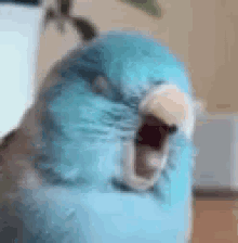 Bird Screaming GIF - Bird Screaming Shouting GIFs
