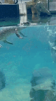 Crocodile Alligator GIF - Crocodile Alligator Swimming GIFs
