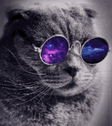 Cats Losgatos GIF - Cats Losgatos Discord GIFs