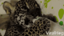 Cheetah Cub GIF - Cheetah Cub Cute GIFs