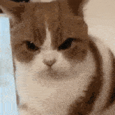 a brown and white cat with a very angry look on its face is sitting next to a blue box .