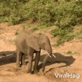 An Elephant Spraying Water From Its Trunk Viralhog GIF - An Elephant Spraying Water From Its Trunk Elephant Viralhog GIFs