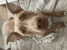 Dog Face GIF - Dog Face GIFs