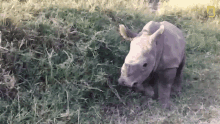 playful meet six rescued rhinos that survived poaching playing baby rhino energetic
