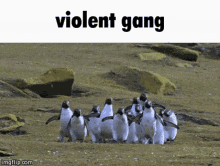 Violent Penguin GIF - Violent Penguin Penguin Gang GIFs