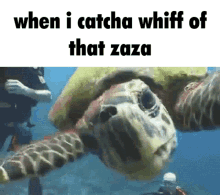 Turtle Zaza GIF - Turtle Zaza Scream GIFs
