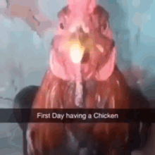 Chicken First Day GIF - Chicken First Day Alcohol Abuse GIFs