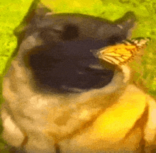 собака с бабочкой на носу GIF - собака с бабочкой на носу GIFs