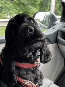 Cutie Pie Pup Oh Happy Days GIF - Cutie Pie Pup Oh Happy Days Join The Joyride GIFs