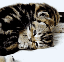 Cat Cute GIF - Cat Cute Kitty GIFs