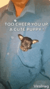 Dog Cute Dog GIF - Dog Cute Dog Dog In The Pocket GIFs