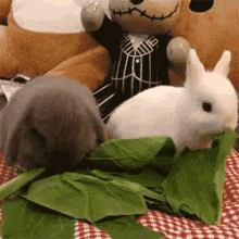 Bunny Eating GIF - Bunny Eating Rabbits GIFs