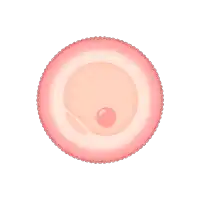 a cartoon illustration of an egg with a red spot in the center