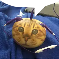 a cat shaped ear bud with purple ear buds attached to it