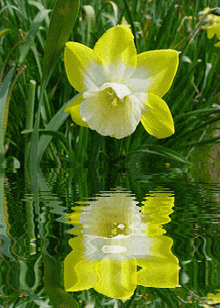 цветы нарцисс GIF - цветы нарцисс вода GIFs