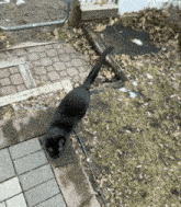 Cat Ugly Cat GIF - Cat Ugly Cat Maggie The Cat GIFs